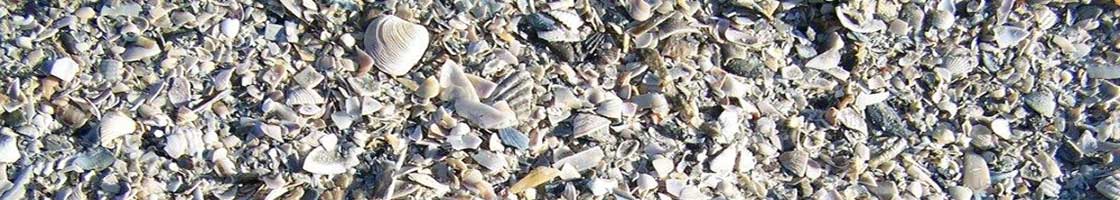 Research Support - Bull Island - Seashells - Maynooth University