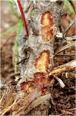 Pine Weevil damage