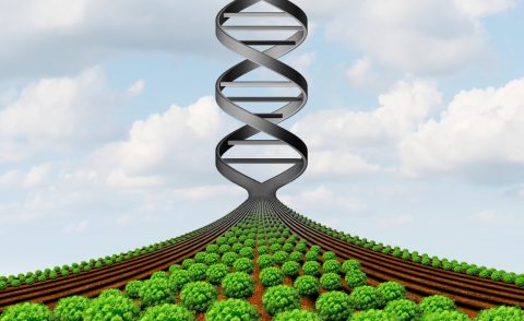 Rows of genetically modified crops merging into a double helix
