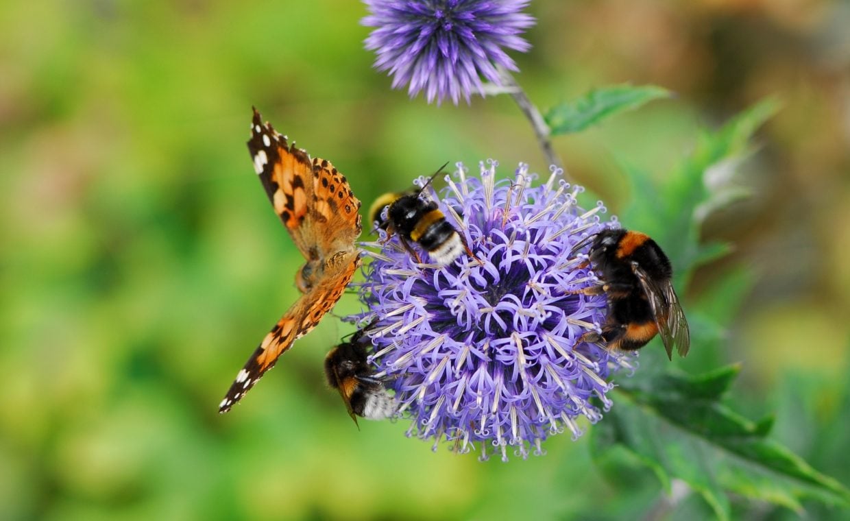 Butterfly and a bee perched on a purple allium flower