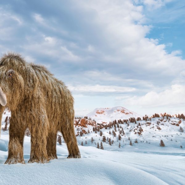 Big brown hairy mammoth with a snowy background