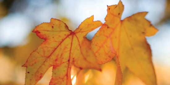 Default Profile Photo - Autumn Leaves