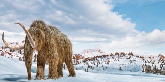 Big brown hairy mammoth with a snowy background