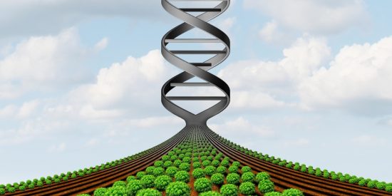 Rows of genetically modified crops merging into a double helix