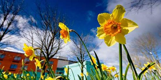 Communications - John Hume Daffodil - Maynooth University