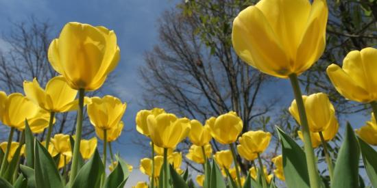 Photograph of yellow tulips