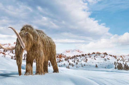 Big brown hairy mammoth with a snowy background