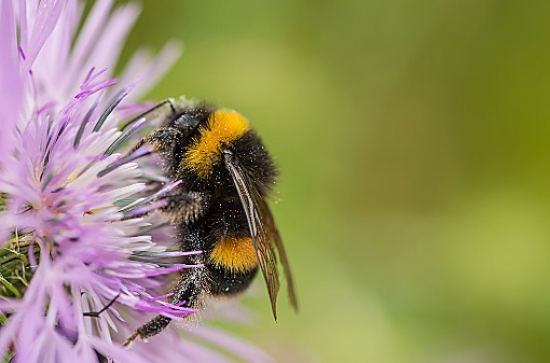 Bumblebee on a flower